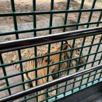 Fun experience at Shenzhen Safari Park