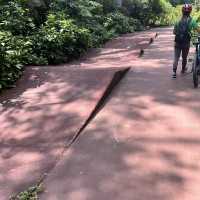 Cycling 🚴‍♀️ in Hangzhou