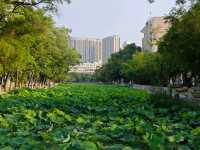 Guangxi University, Nanning