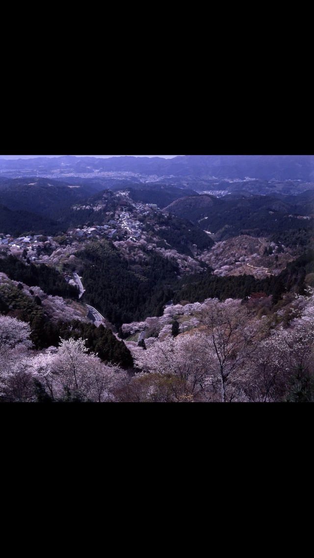 Recommend two Japanese cherry blossom viewing spots.