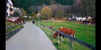 Swiss town of Wengen scenery