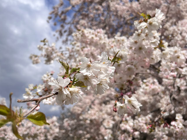 Early spring at the Royal Botanical Gardens in Canada.