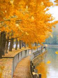 在成都快來超出片公園