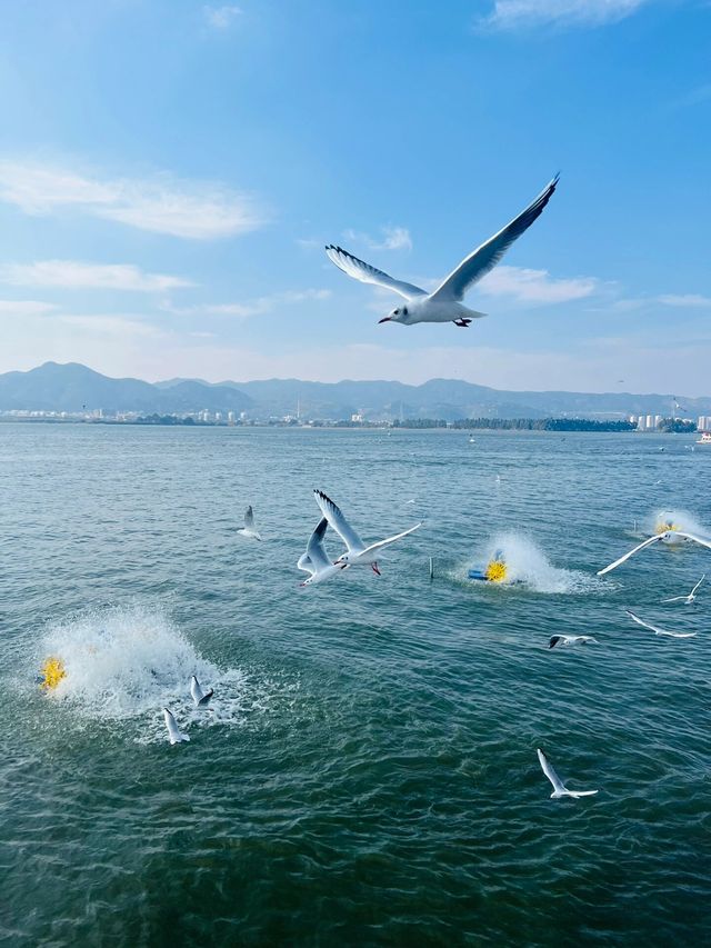 昆明滇池海鷗丨一封來自西伯利亞的情書