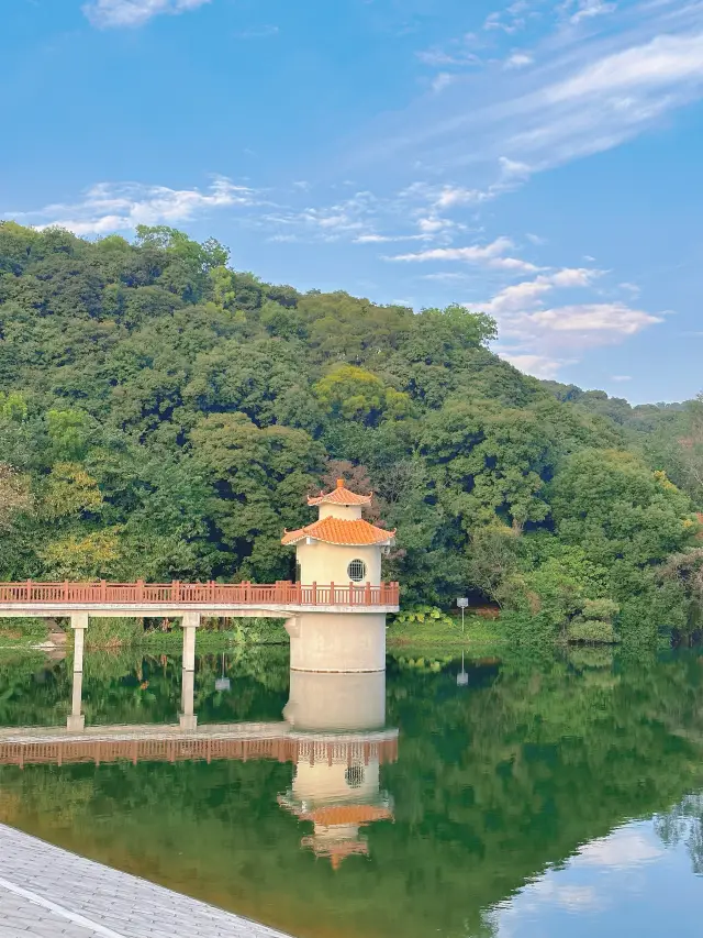 Have you ever been to this Metasequoia reservoir in Baiyun Mountain, Guangzhou? The scenery is picturesque
