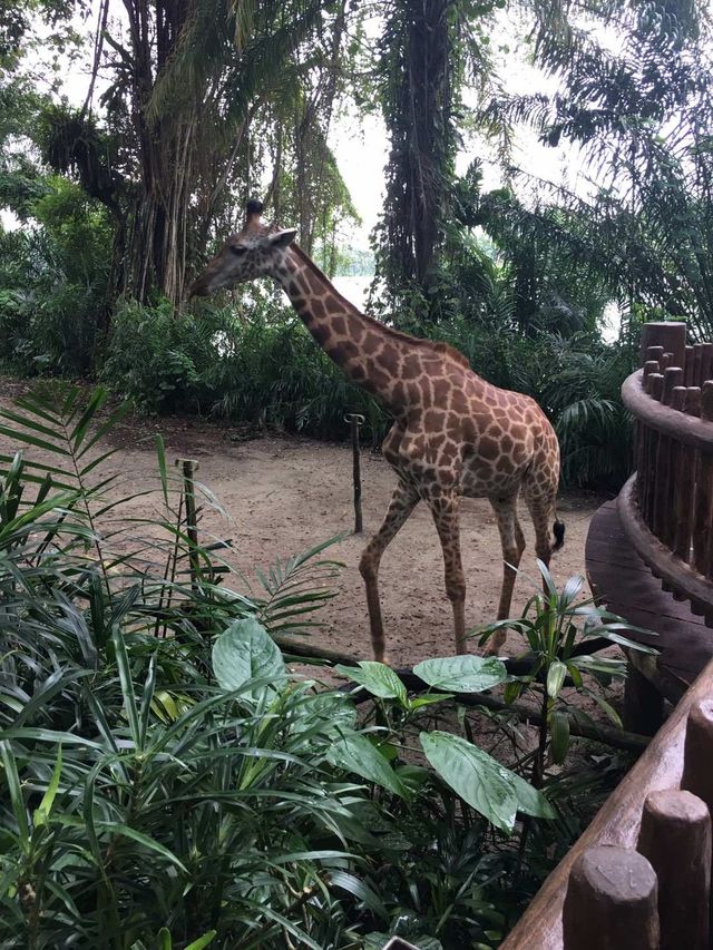 新加坡-新加坡動物園