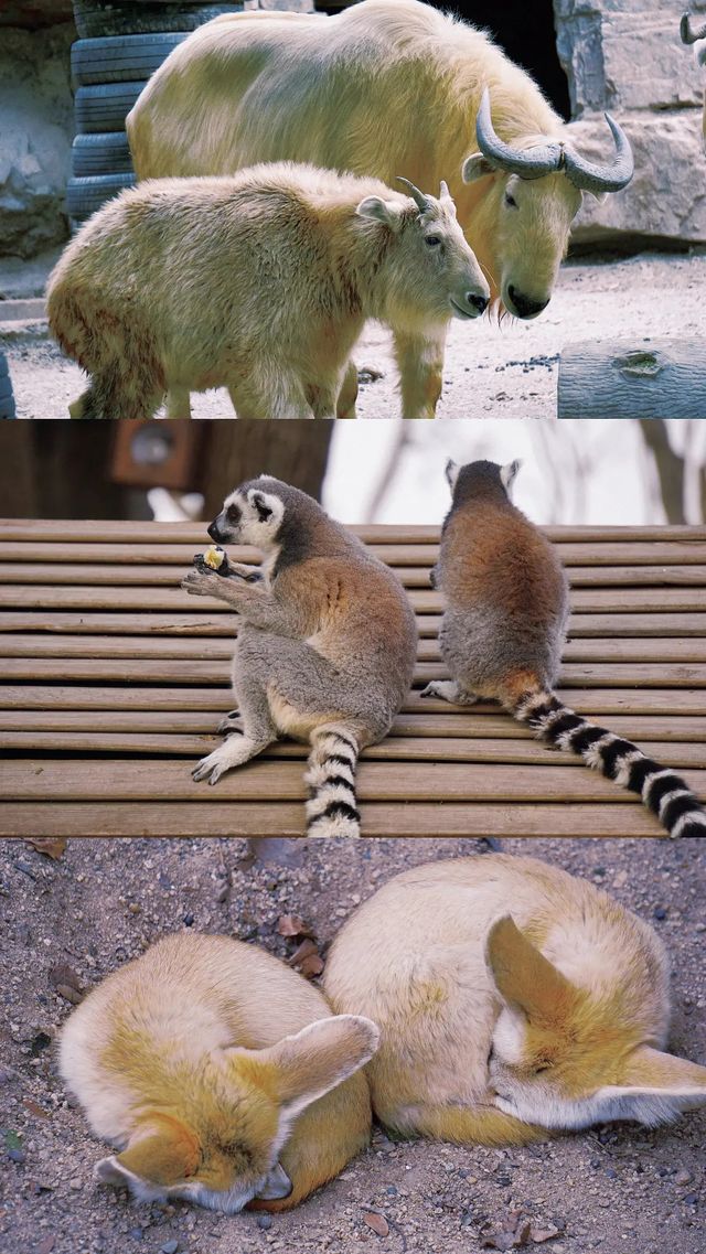 上海野生動物園丨旅遊打卡景點攻略