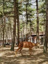 林間漫步，共赴鹿苑之約‖東豐南照山公園