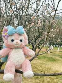 深圳梅園梅花滿山的梅花太美了
