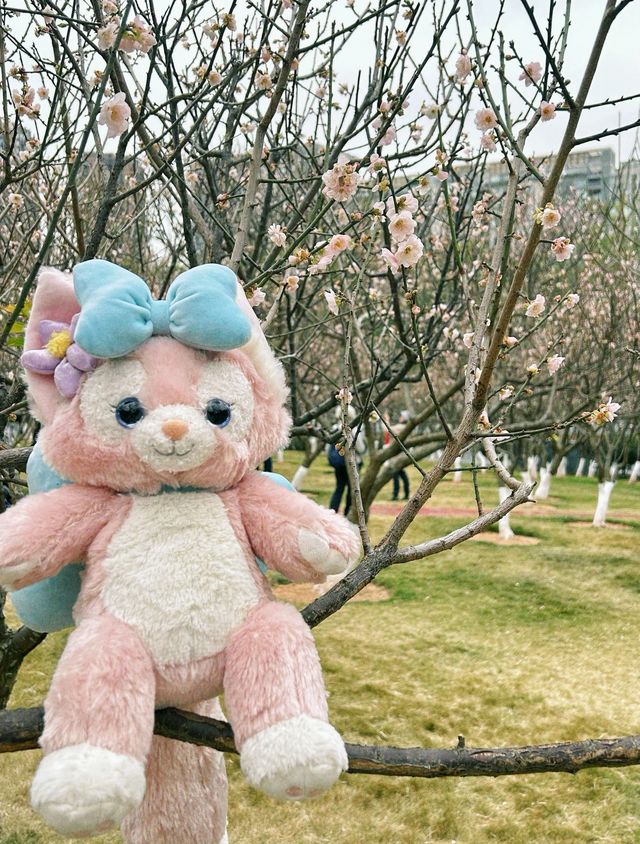 深圳梅園梅花滿山的梅花太美了