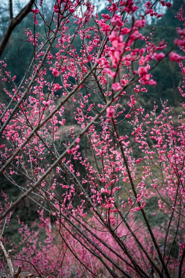 初春的亮色--白公館梅園