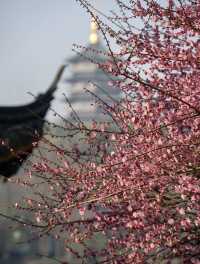 杭州梅花已逐漸盛開，趁著春節假期去賞梅吧