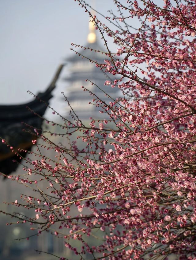 杭州梅花已逐漸盛開，趁著春節假期去賞梅吧