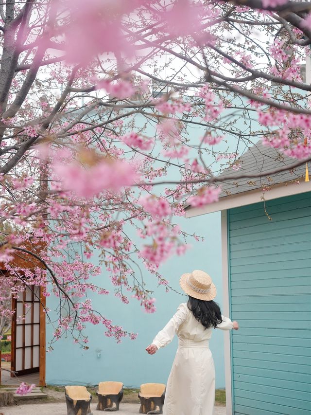 途經一場櫻花的綻放，便也懂得春天的浪漫