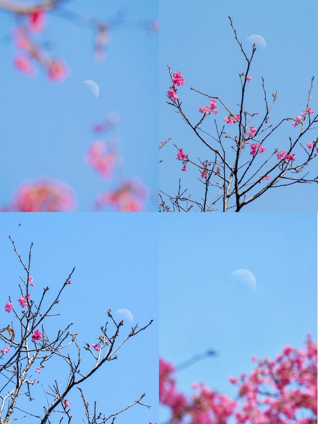 廣州拍照 | 抓住早櫻的尾巴，看櫻花樹上開了朵月亮