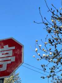 旅行 昆明不應該是一個中轉站