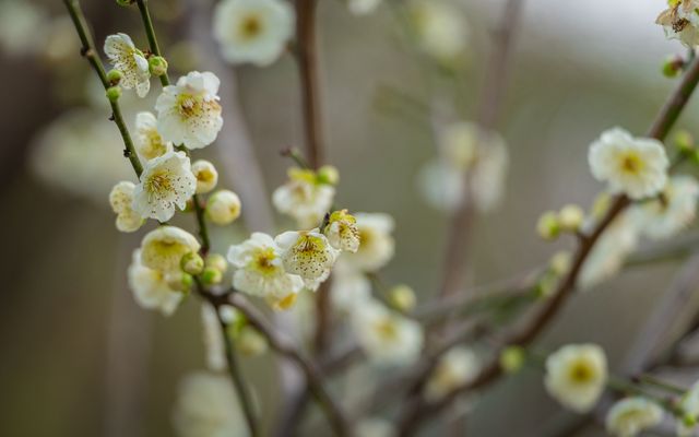 梅園綠萼梅