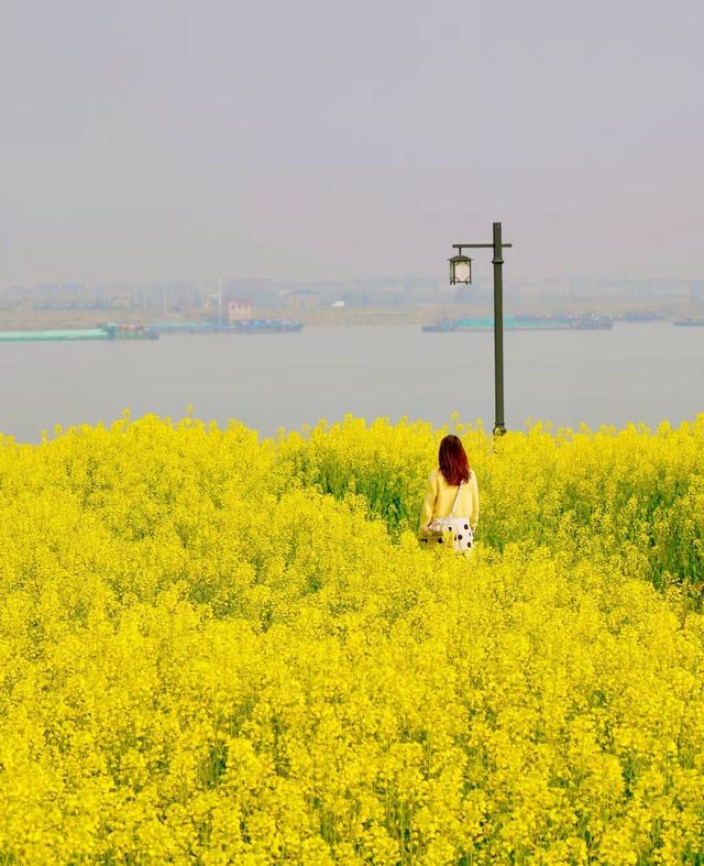 杭州～富春江油菜花田