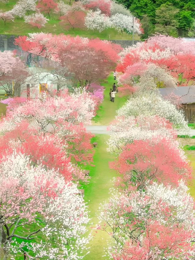 長野小眾賞櫻地，阿智村花桃之里