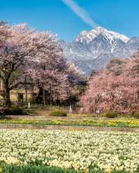 鰐塚の桜と実相寺の桜🌸