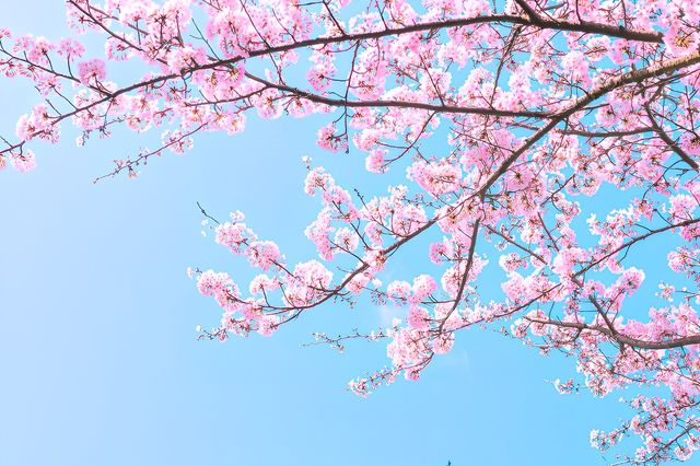 三月的武漢！盛開的櫻花等你來！