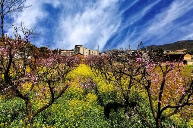 莫負春光好韶華，越西豈止油菜花開