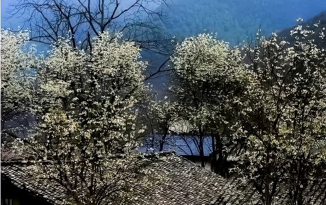 莫負春光好韶華，越西豈止油菜花開