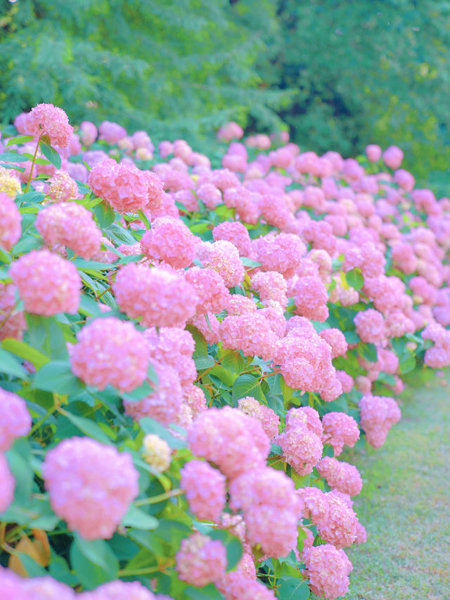 上海濱江森林公園5萬餘株繡球花花展開始啦！