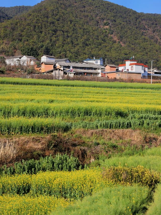 大理雾本賞花之旅｜為桃花而來，卻更愛油菜花！（附攻略）