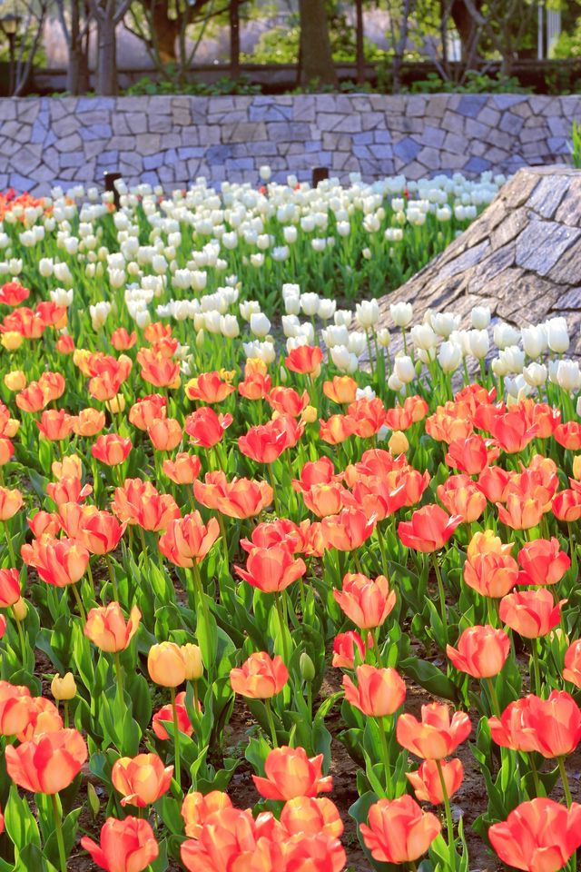 方松體育公園·鬱金香花海
