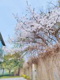 除了春天，禁止入內