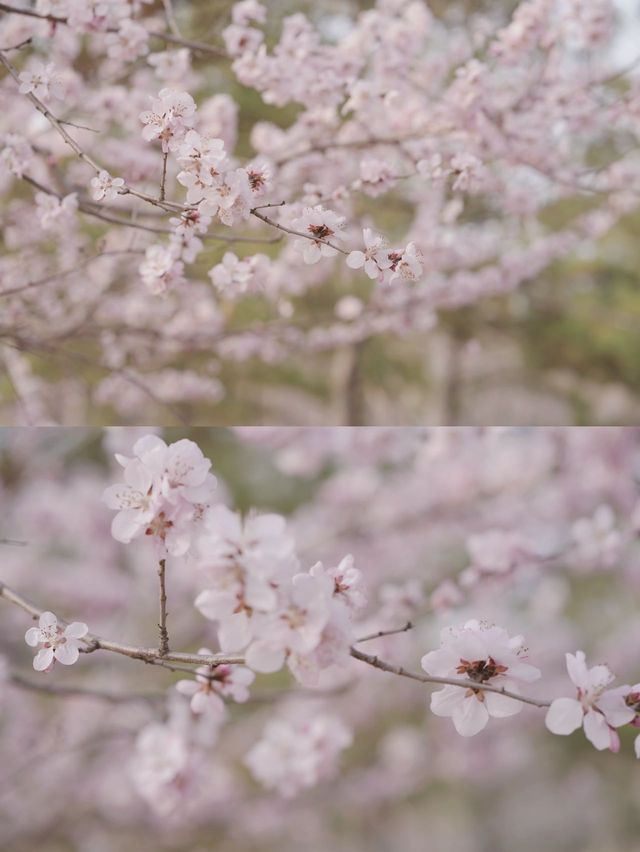 太原最美桃花攻略：浅浅來太原過個春天吧|