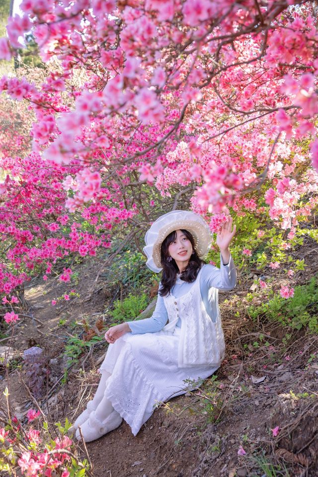 錯過等一年 武漢滿山杜鵑進入盛花期