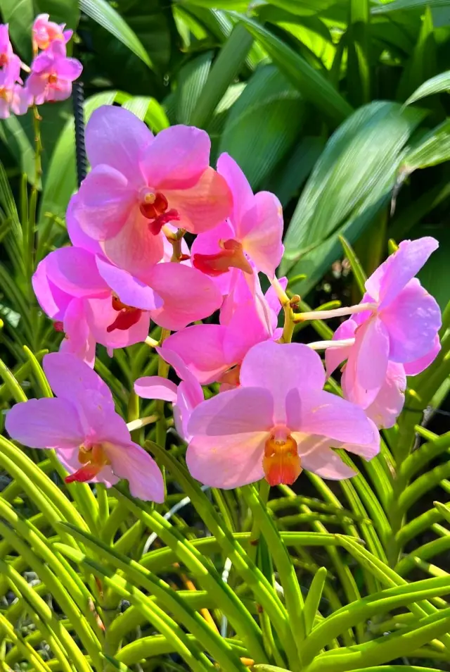 Visit the Singapore Botanic Gardens - Admire the national flower of Singapore, the orchid