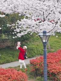 上海櫻花打卡地—浦東高東鎮櫻花園