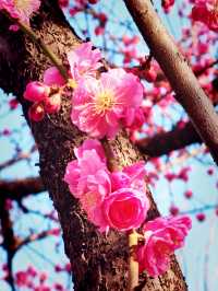隨春天的腳步來豐慶公園一同感受暖陽、鮮花吧