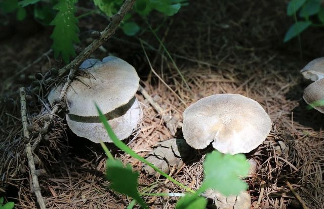 承德坝上神仙谷七彩森林，休閒避暑採蘑菇