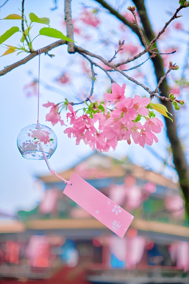 廣州這裡的古風櫻花春日的氛圍太浪漫了