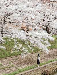 比起神鹿公園，我更愛奈良櫻花盛放的河堤