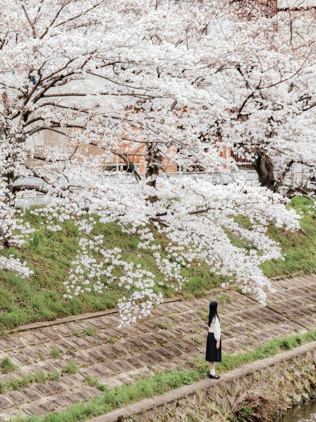 比起神鹿公園，我更愛奈良櫻花盛放的河堤