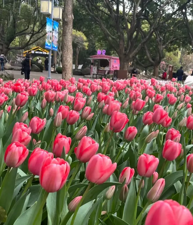 無錫梅園｜春天一定要去看一次花海