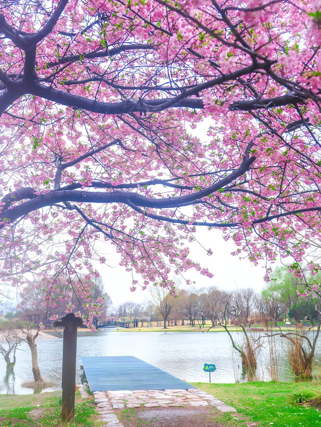 春日賞花忙｜上海辰山植物園早櫻全攻略