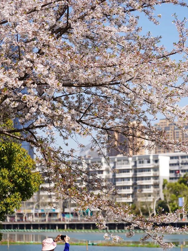 A Stroll Down Wuchang's Egret Street 🍎🌸