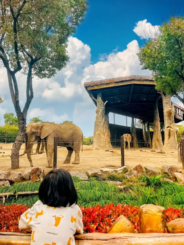 One-Day Tour of Shanghai Wild Animal Park | Nanny-Level Play Strategy