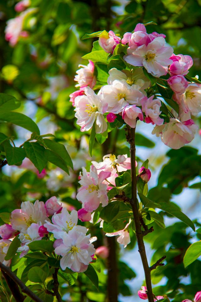 海棠花季：捕捉春日最美的瞬間