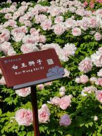 洛陽牡丹花節賞花指南|建議收藏