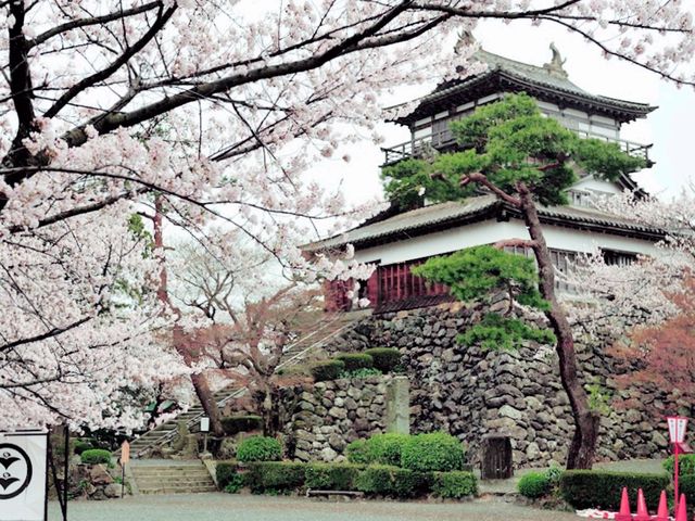 Matsuyama Shiroyama Sakura Heart