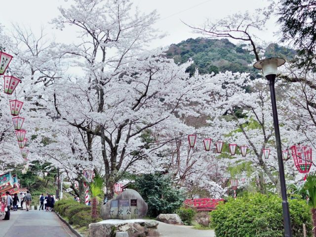 Sakura Kingdom of Utsubuki