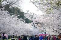 青島中山公園邀您來賞櫻花