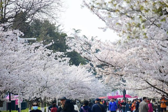 青島中山公園邀您來賞櫻花